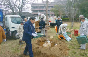 桜の植樹